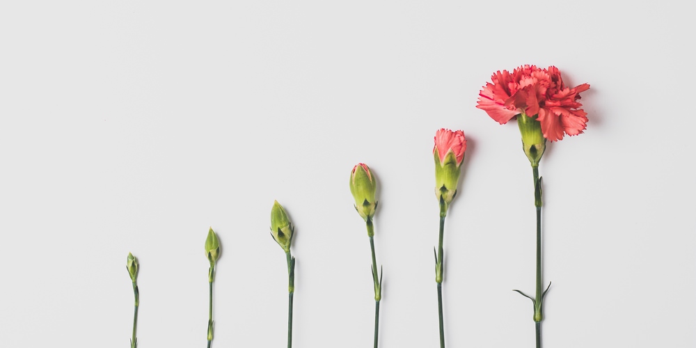 Grow your donor base with Anedot