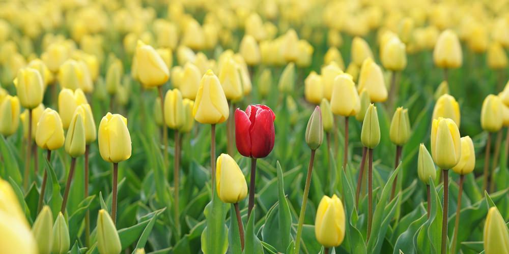 How nonprofits can define their brand and stand out